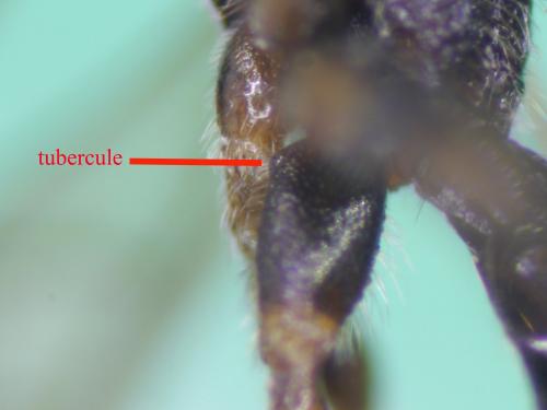 Wachsmannia spathiiformis
